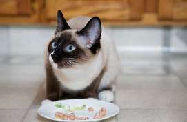 Why veterinarians prescribe certain diets for pets