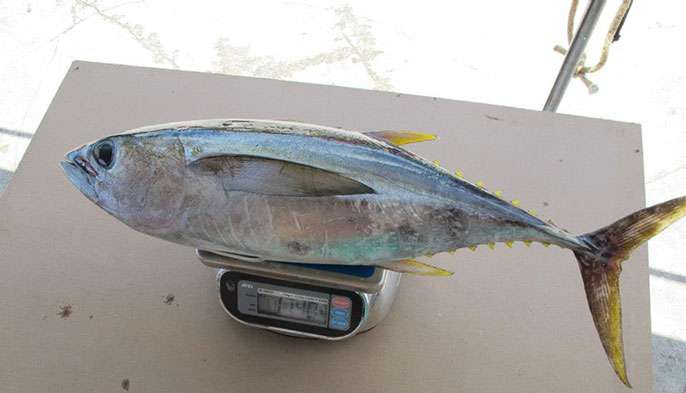 Why your tuna could have 36 times more chemicals than others