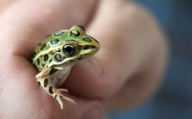 Widespread chemical contaminants stunt growth of amphibians