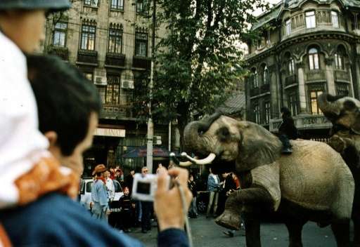 Wild animals, such as elephants, have long been used in circuses in Romania, but will now be banned