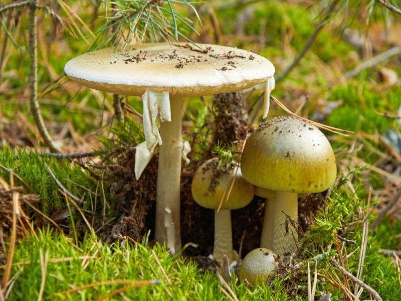 Wild 'Death cap' mushroom seriously sickens 14 in california