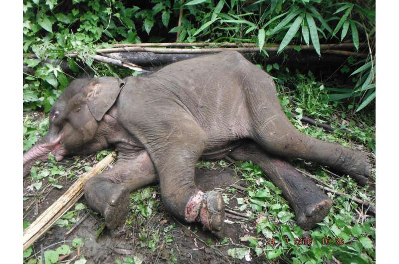 Wildlife-snaring crisis in Asian forests