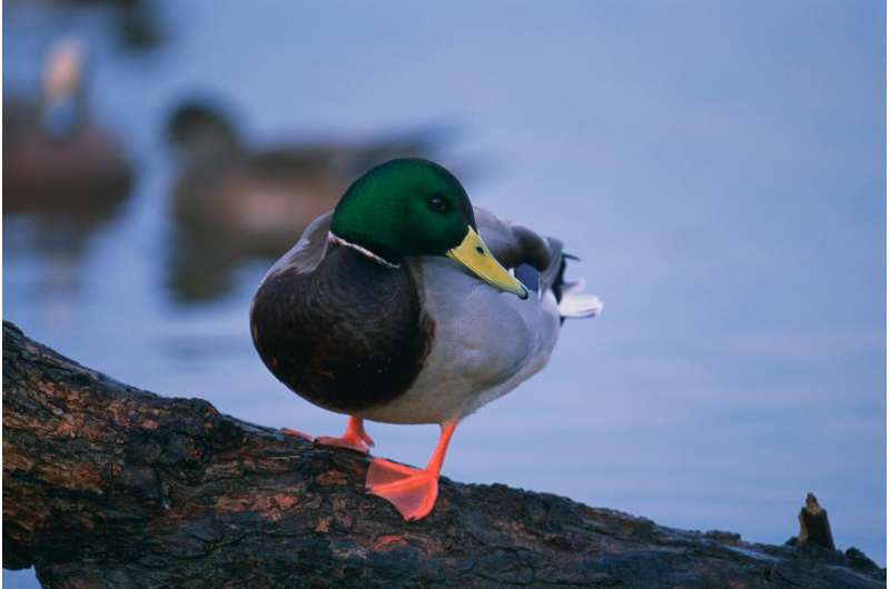 Will mallards hybridize their cousins out of existence?