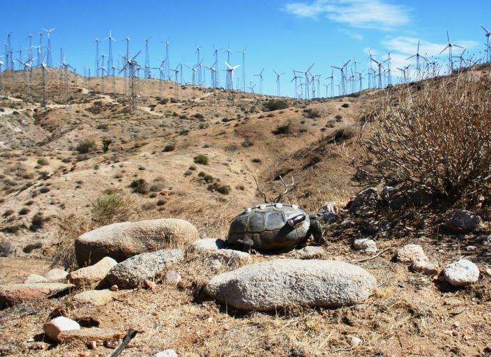 Wind turbines affect behavior of desert tortoise predators
