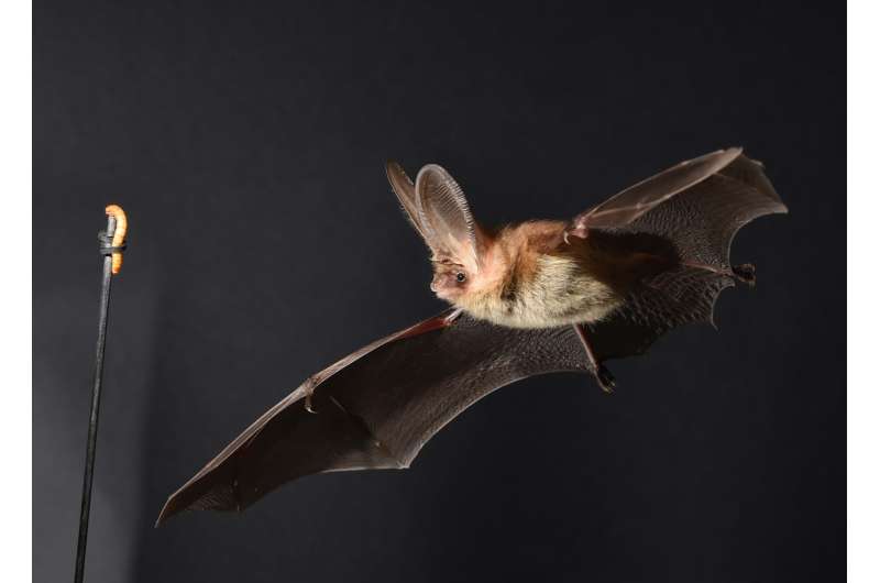 Winging it: How do bats out-maneuver their prey?