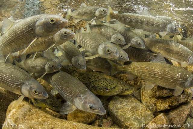Winners, losers among fish when landscape undergoes change