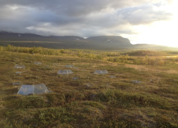 With climate change shrubs and trees expand northwards in the Subarctic