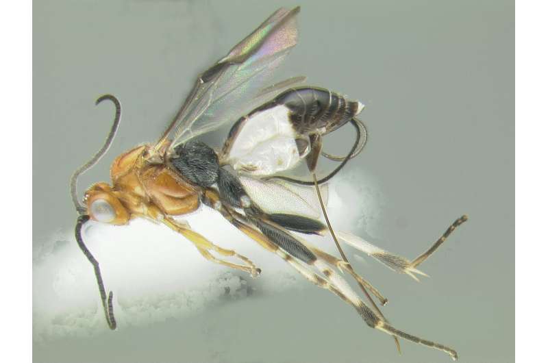 With flying colors: Top entomology students honoured with wasp species named after them