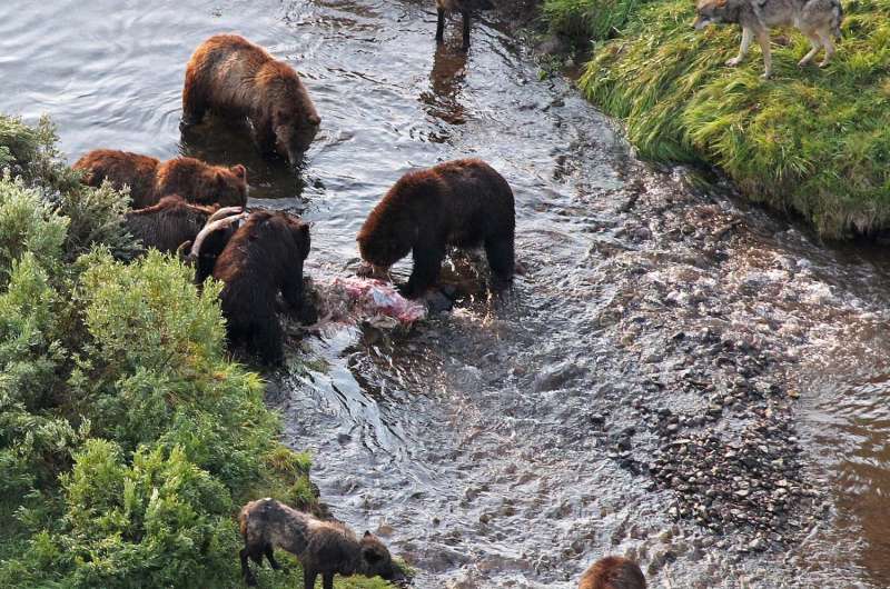 Wolfing it Down: Brown Bears Reduce Wolf Kill Rates says USU Ecologist
