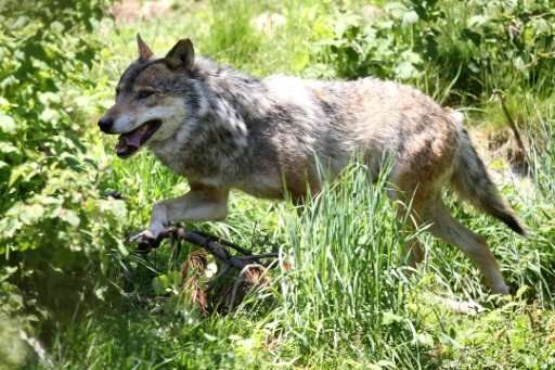 Wolves, such as this one seen in France in 2015, are at risk of local extinction in Norway, where there are 105 to 112 individua