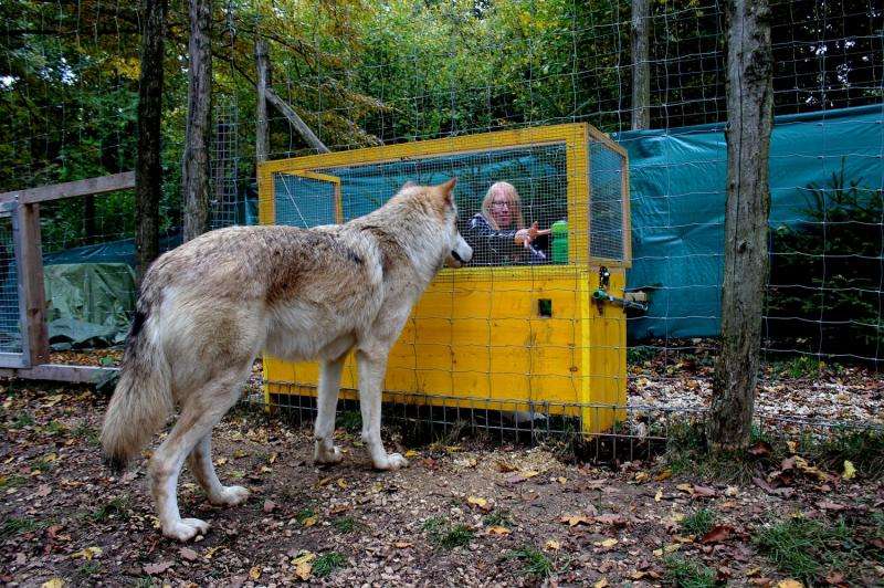 Wolves understand cause and effect better than dogs