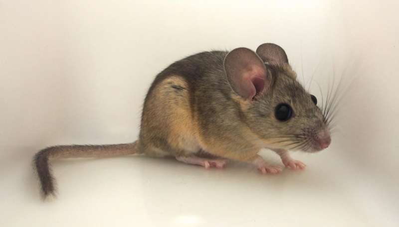 Woodrats can't stomach favorite foods at high temps