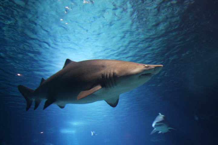 World first trial of shark inspired drug