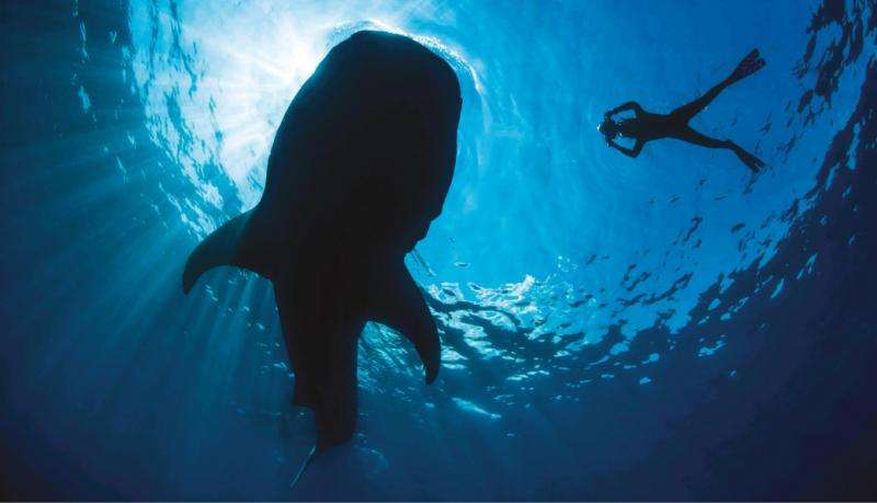 World's first-ever best-practice guide for responsible shark and ray tourism released