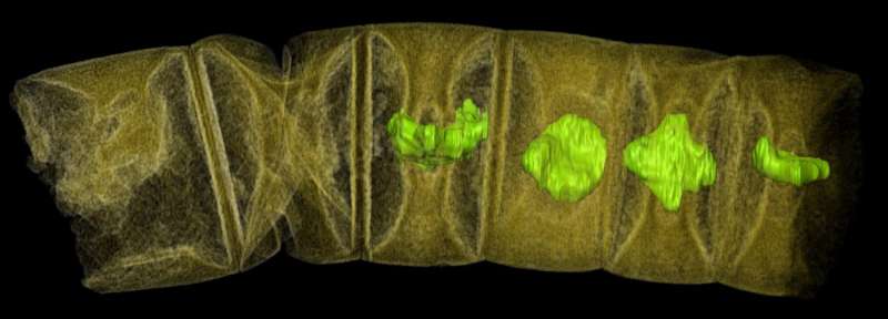 World's oldest plant-like fossils discovered