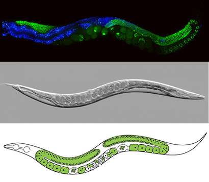 Worm studies investigate how grandparents' experiences can affect our genes