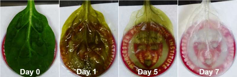 WPI team grows heart tissue on spinach leaves