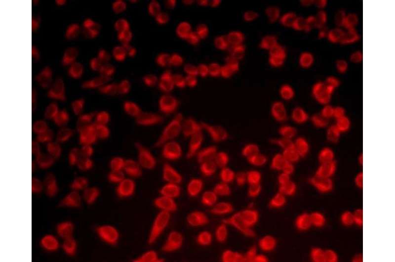 WSU chemists develop novel Washington Red dye for bio-imaging