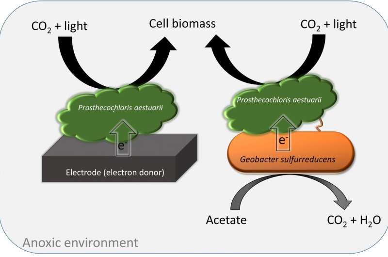 WSU researchers discover unique microbial photosynthesis