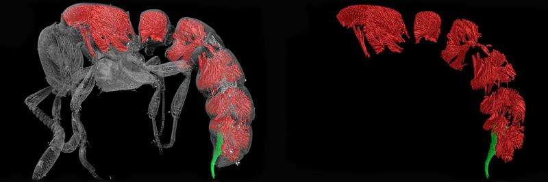 X-ray micro-CT enhanced revision of the ant genus Zasphinctus Wheeler