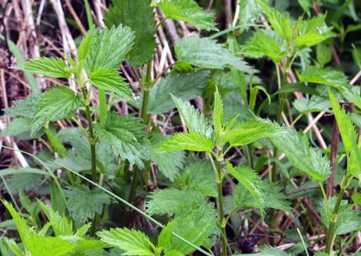 Yes, stinging nettles sting. But they have many assets too.