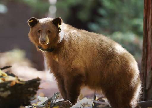 Yosemite tracking daily journey of bears online