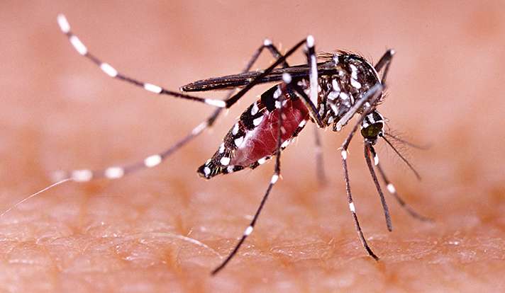 Zika virus harms testes, says study