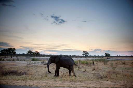 Zimbabwe is to transfer fifty elephants to Mozambique