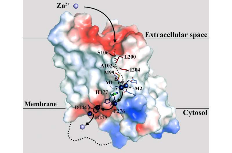 Zinc transporter key to fighting pancreatic cancer and more