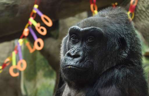 Zoo: Country's oldest gorilla probably died of heart attack