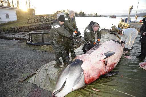 Zoologists say dead whale in Norway full of plastic bags