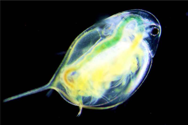 Zooplankton rapidly evolve tolerance to road salt