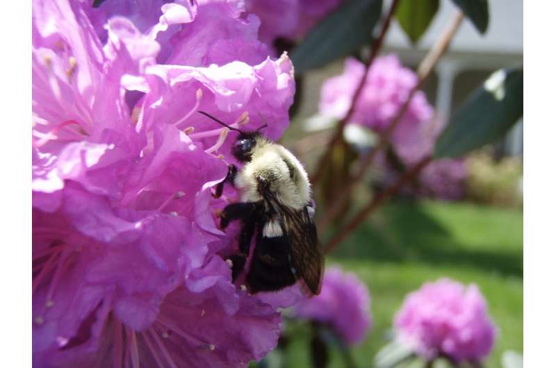 Environmental threats put bumblebee queens under pressure
