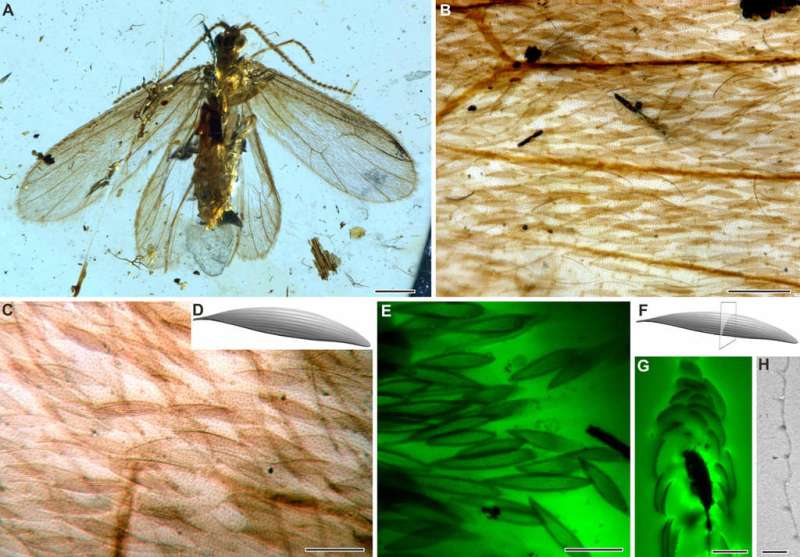 200-million-year-old insect color revealed by fossil scales