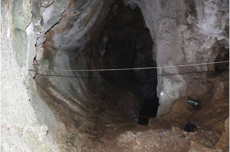 22,000-year-old panda from cave in Southern China belongs to distinct, long-lost lineage