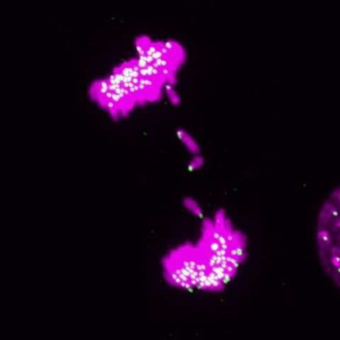 3D cell environment key for divvying up chromosomes -- find could explain cancer hallmark