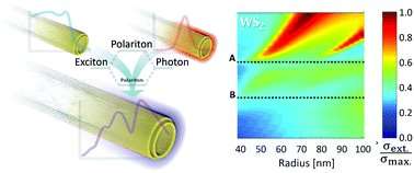 Optical secrets of disulfide nanotubes are disclosed