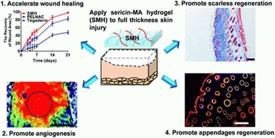 Skin gel allows wounds to heal without leaving a scar