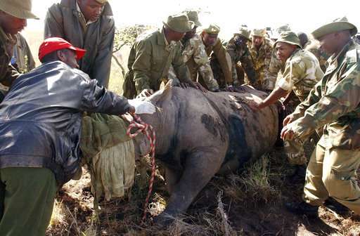 8 endangered black rhinos die in Kenya after relocation