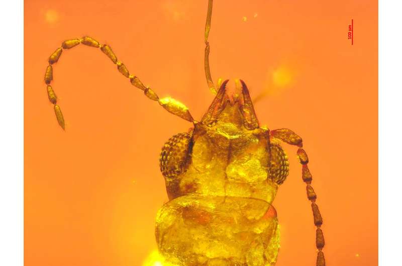 99-million-year-old beetle trapped in amber served as pollinator to evergreen cycads