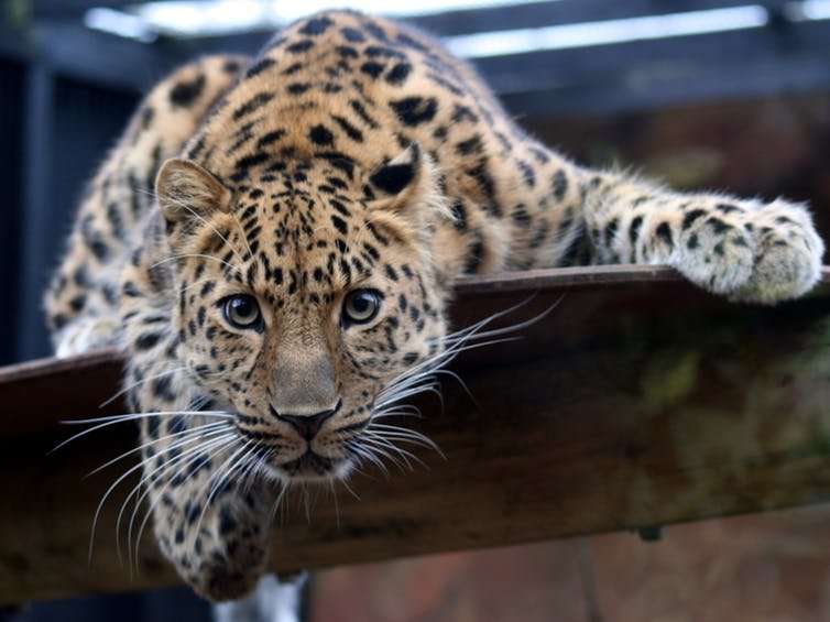 A ban on captive animals could speed up extinction