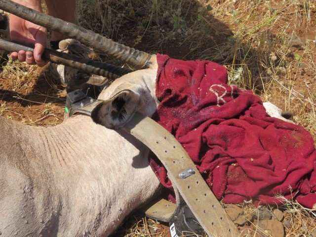 Aerial surveys highlight beisa oryx hotspot