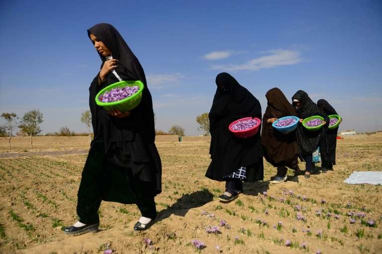 Afghanistan's army of workers take to the country's sun-baked fields to pick the popular spice