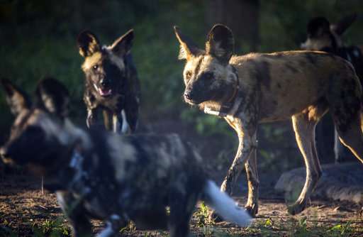 African wild dogs make comeback at Mozambican wildlife park