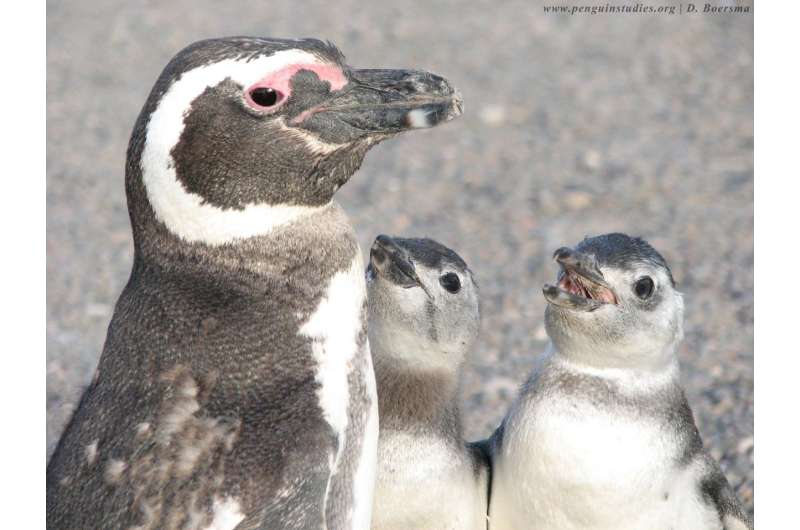 After a bad winter in the ocean, female Magellanic penguins suffer most, study shows
