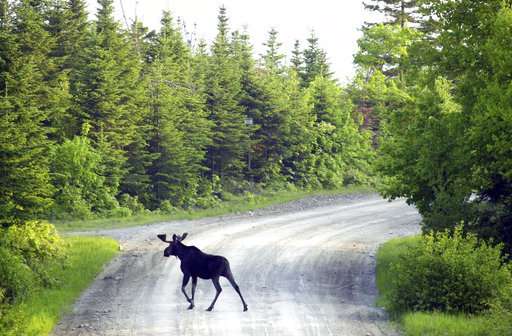 A glimmer of hope for health of moose in northern US