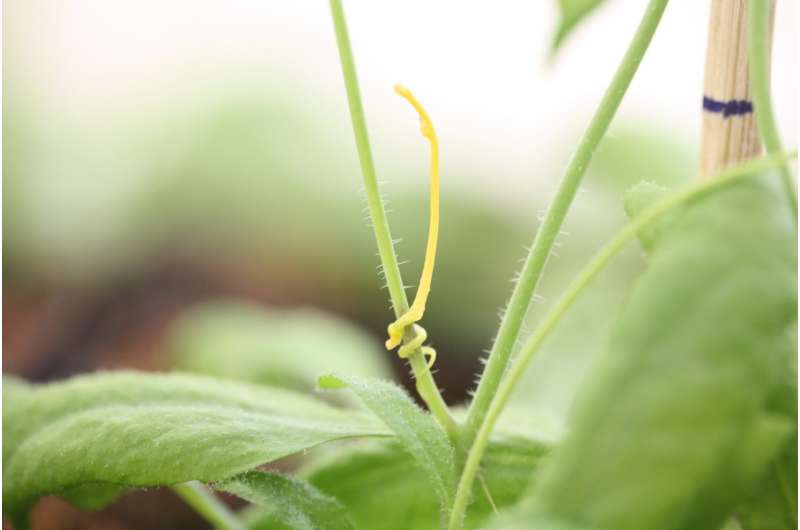 Agricultural parasite takes control of host plant's genes