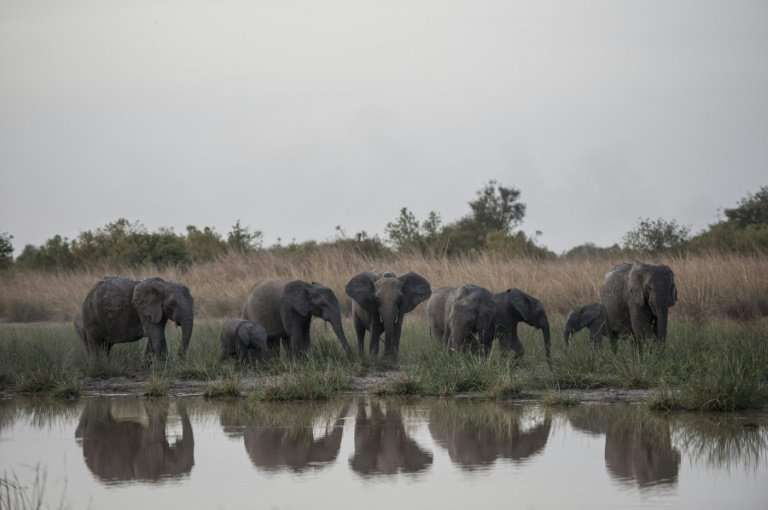 A herd of elephants gathers around a waterhole in Pendjari National Park, northern Benin