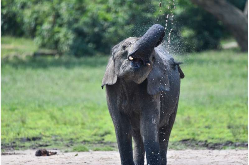 AI speeds effort to protect endangered elephants