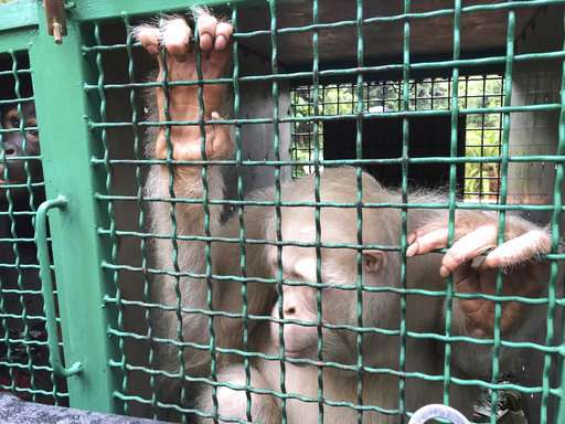 Alba the albino orangutan returned to jungle in Indonesia